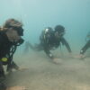 BEGINNER DIVING – DISCOVER A WHOLE NEW UNDERWATER WORLD - Image 3