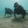 BEGINNER DIVING – DISCOVER A WHOLE NEW UNDERWATER WORLD - Image 4
