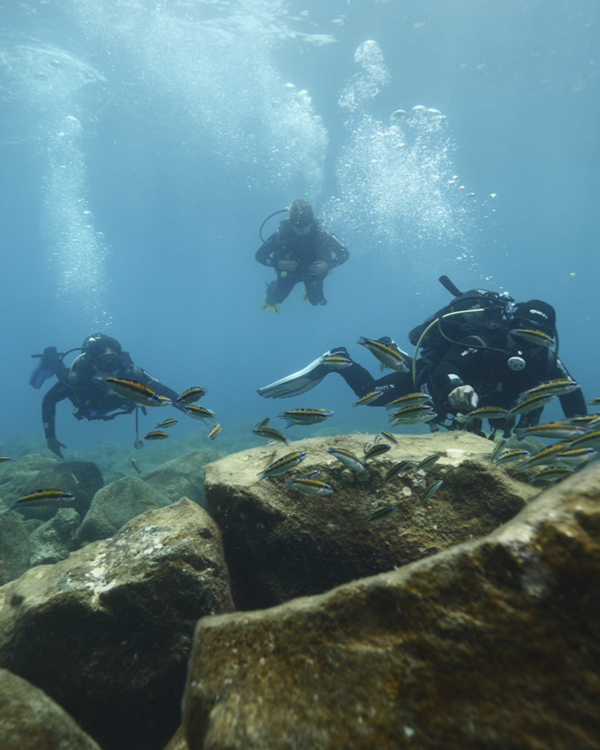 ADVANCED DIVING – DISCOVER THE UNDERWATER SECRETS OF TENERIFE - Image 3