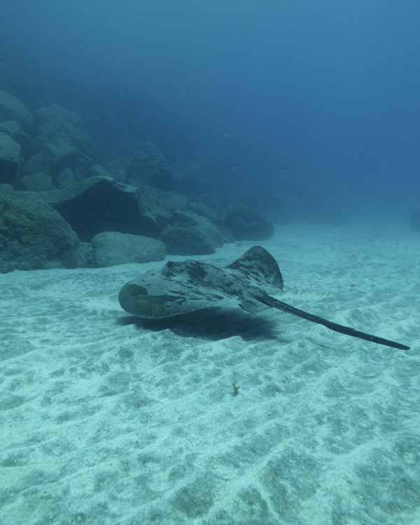 ADVANCED DIVING – DISCOVER THE UNDERWATER SECRETS OF TENERIFE - Image 5