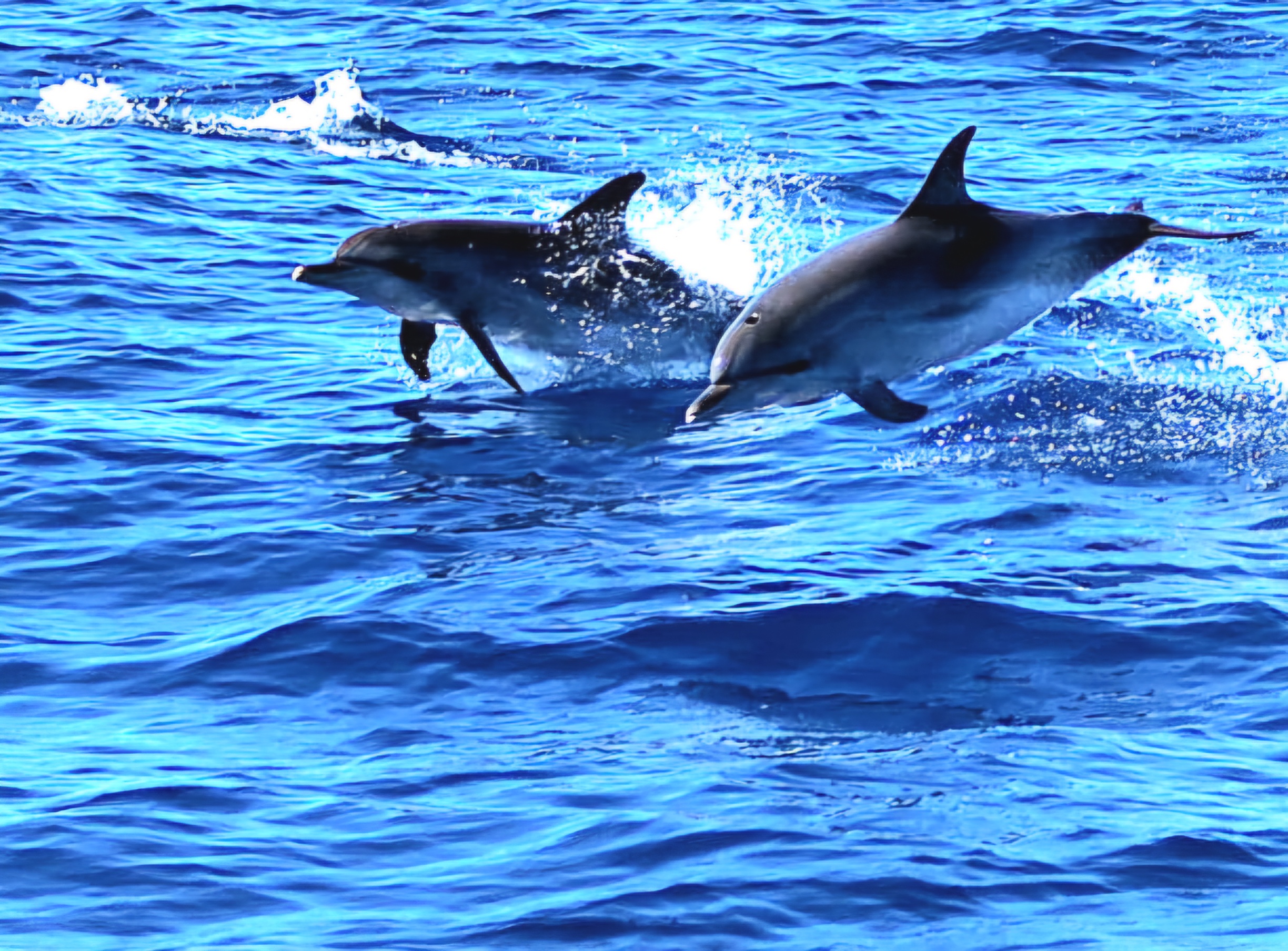Delfiny i targ Puerto de Mogán – rejs 5h